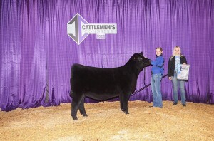 Braylee Kraisinger captures a division title at the 2025 Cattlemans Congress in Oklahoma City, Ok. Peanut was the champion late spring heifer calf in both the junior and open  shorthornplus show. This heifer is 50%  shorthorn and 50% angus. Photo courtesy of Erin Kraisinger.